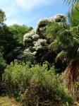 Le Jardin botanique de la Villa Thuret : où la science rejoint le paysage