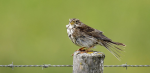 Les oiseaux, victimes collatérales de l’intensification agricole en Europe